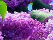 Юлия Кравцова | 