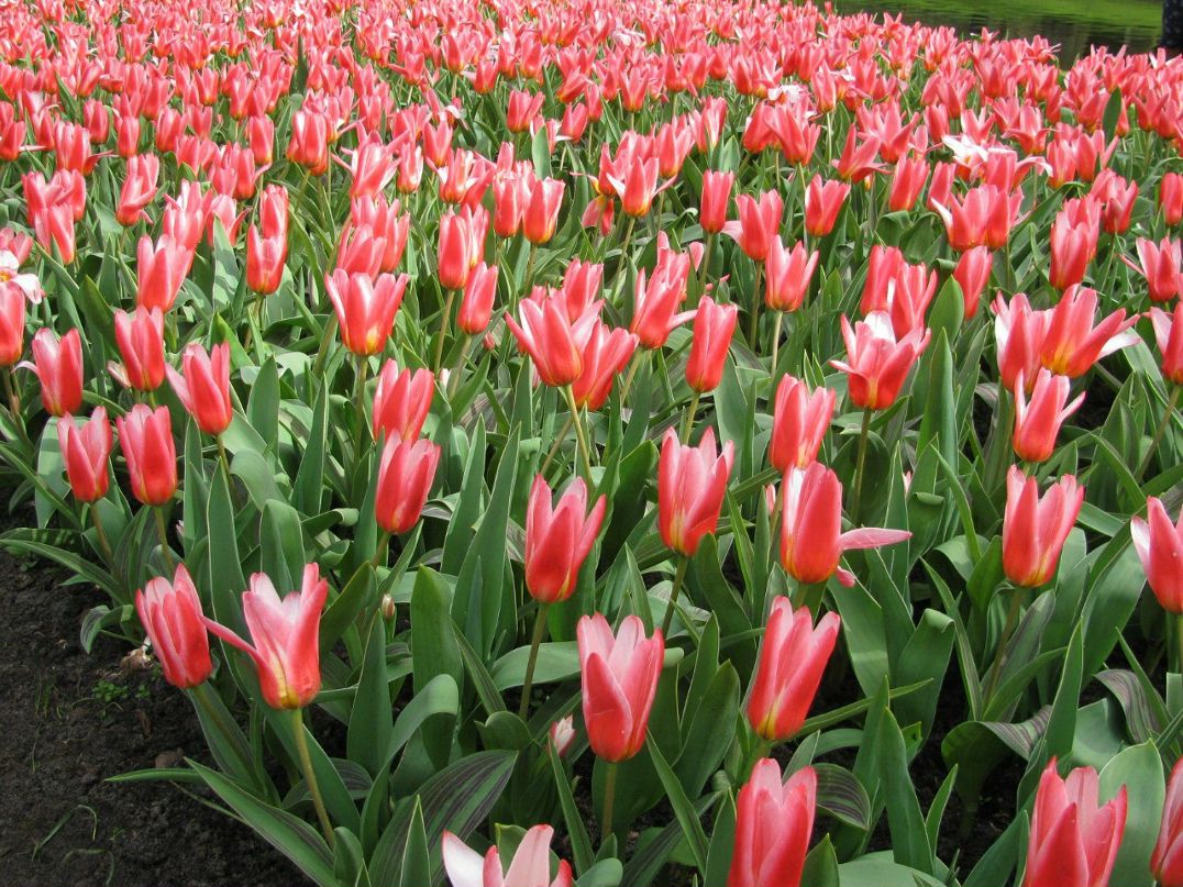 Светлана Антоновская | Санкт-Петербург