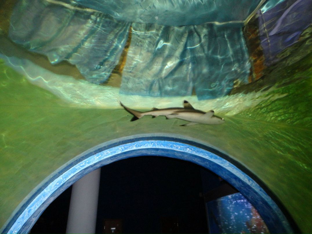 Zurab Richy | Чита