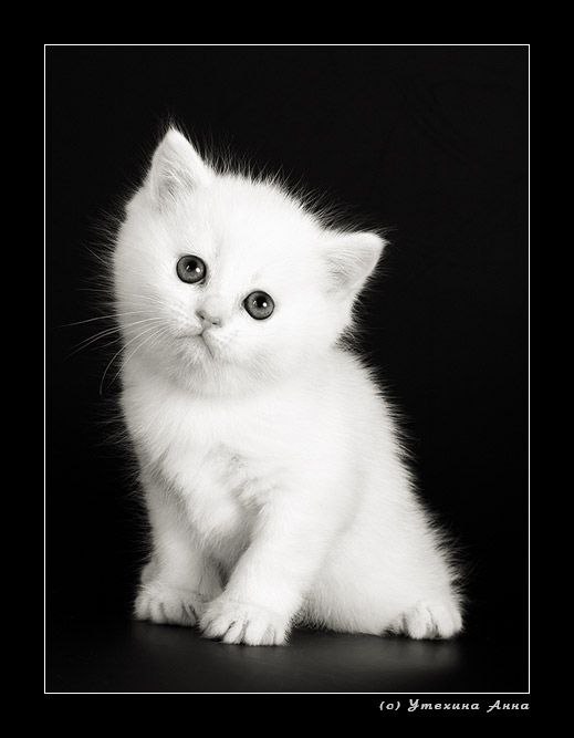 Ириша Каризарова | Киев