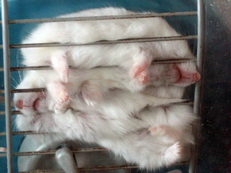 Денис Данилов | Санкт-Петербург