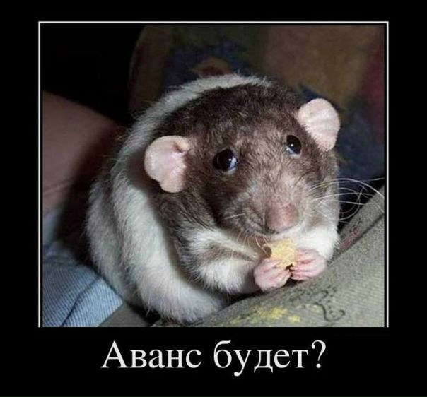 №86, Анна Царькова, Тольятти №86, Анна Царькова, Тольятти