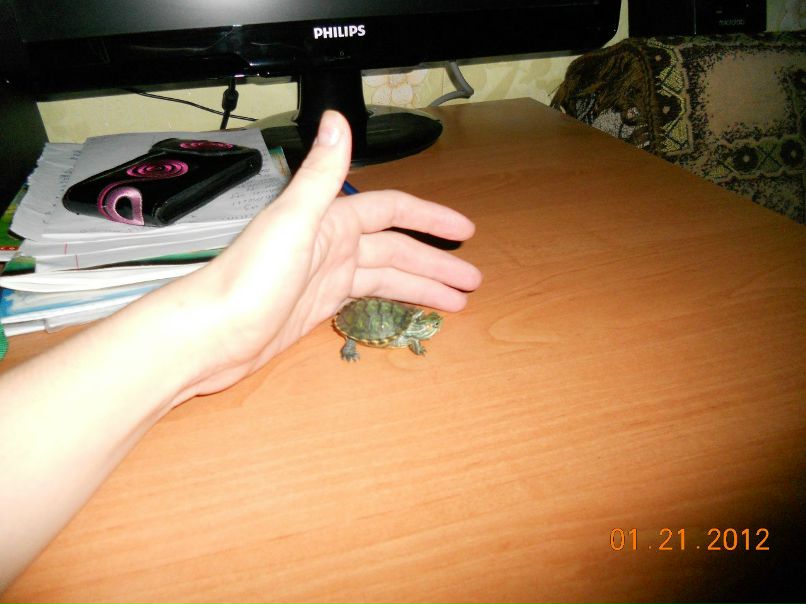 Юлия Фокина Николаевна | Саки