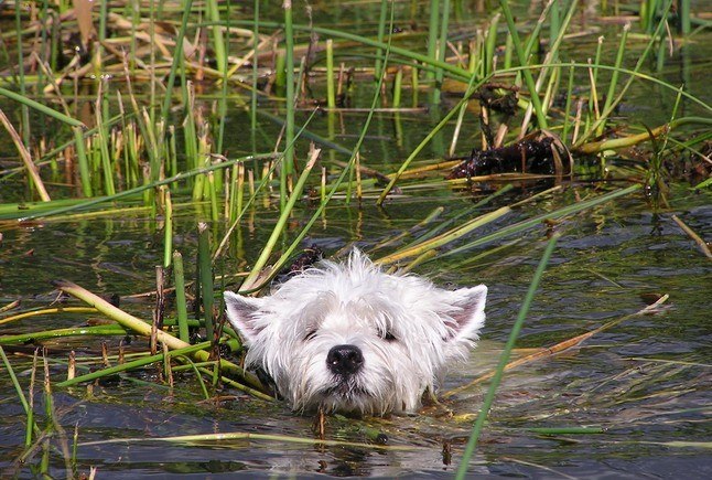 Виктория Павлова | Санкт-Петербург