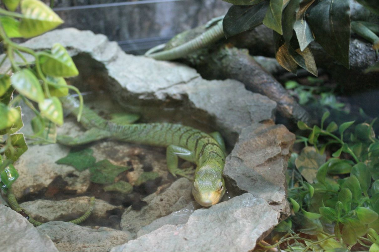 Ирина Комолова | Санкт-Петербург