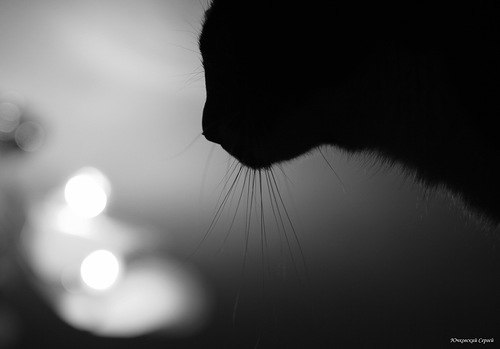 Марина Сергеева | 