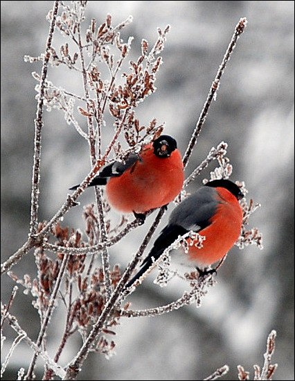Светлана Шмелева | Шолохово