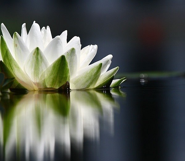 Елена Ушакова S | 