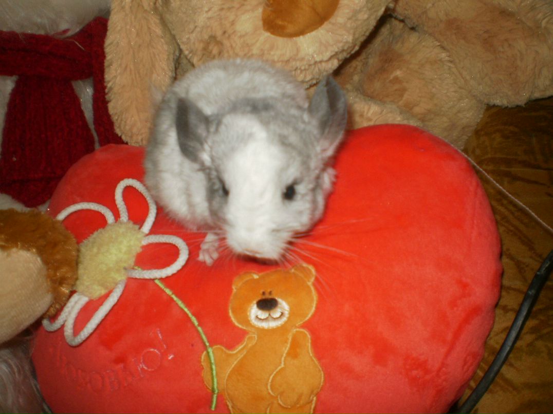 Марина Хромова ☜♡☞ | Гаврилов-Ям