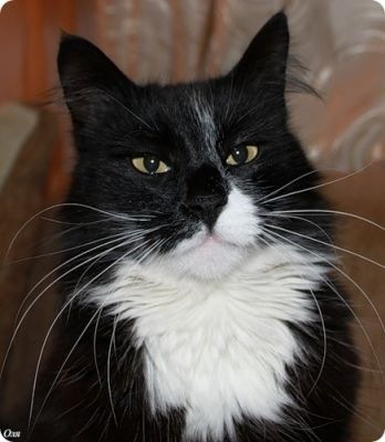 №21, Виталий Вучкан, Хуст №21, Виталий Вучкан, Хуст