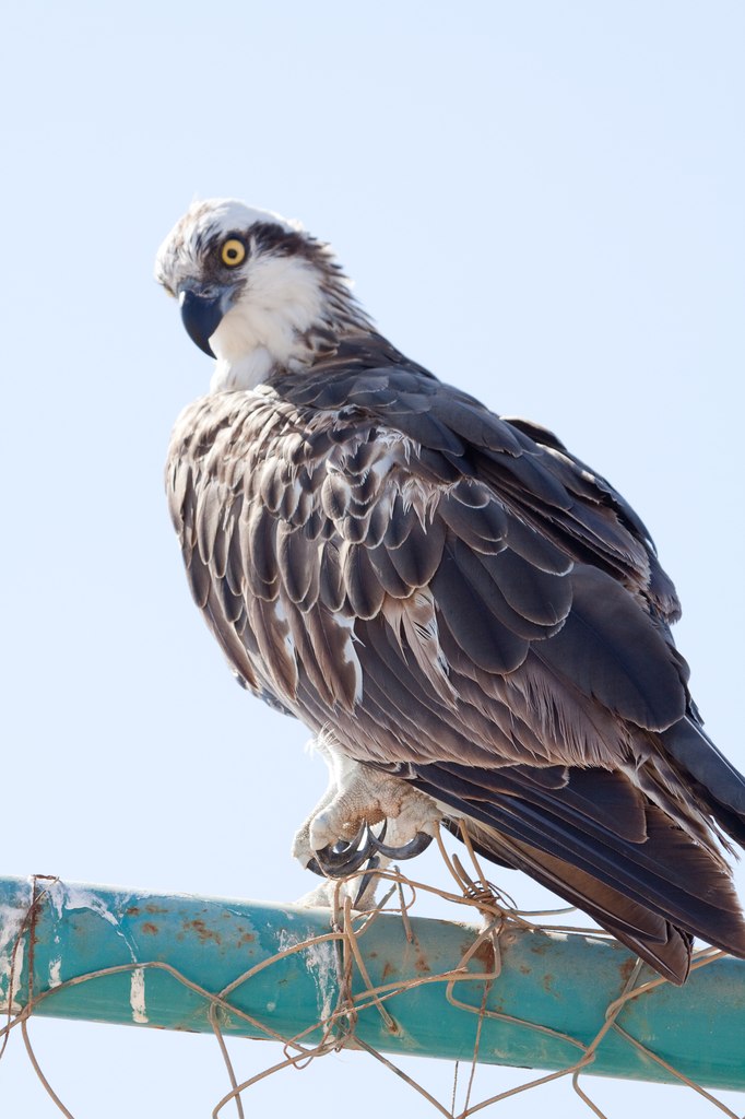 Alex Savrasov | Ростов-на-Дону