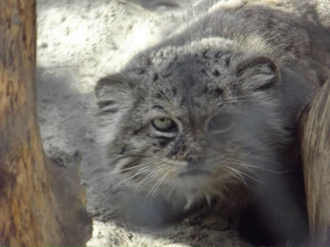 Галина Зайко | Новосибирск