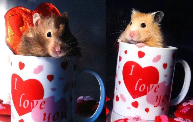 Оля Коршунова | Иркутск