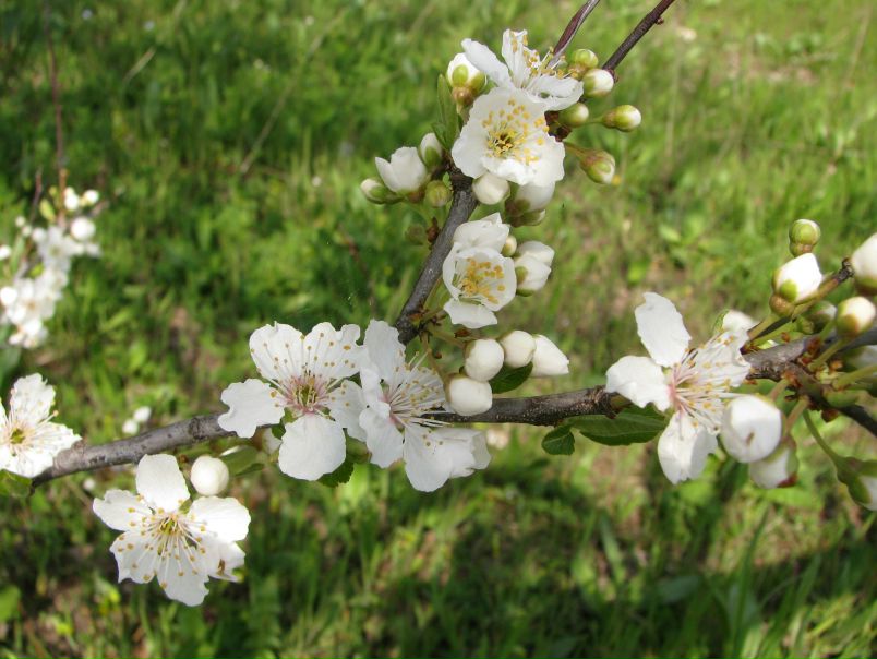 №49, Ольга Миусова, Херсон №49, Ольга Миусова, Херсон