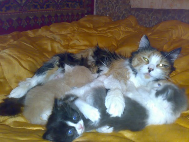 Tatiana Ellis | Las Vegas