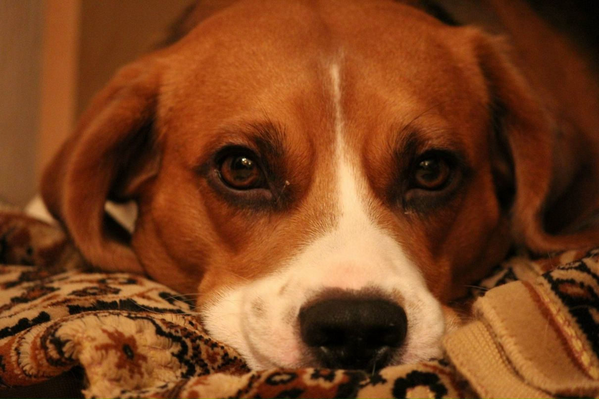 Александр Данькин | Щелково