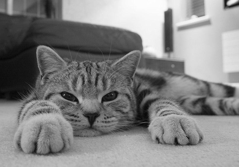 Александр Каменский | 