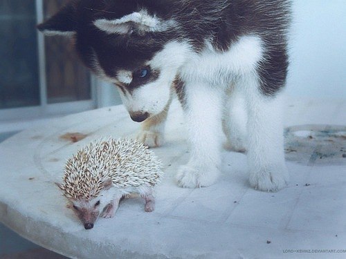 Оксана Сова | Москва