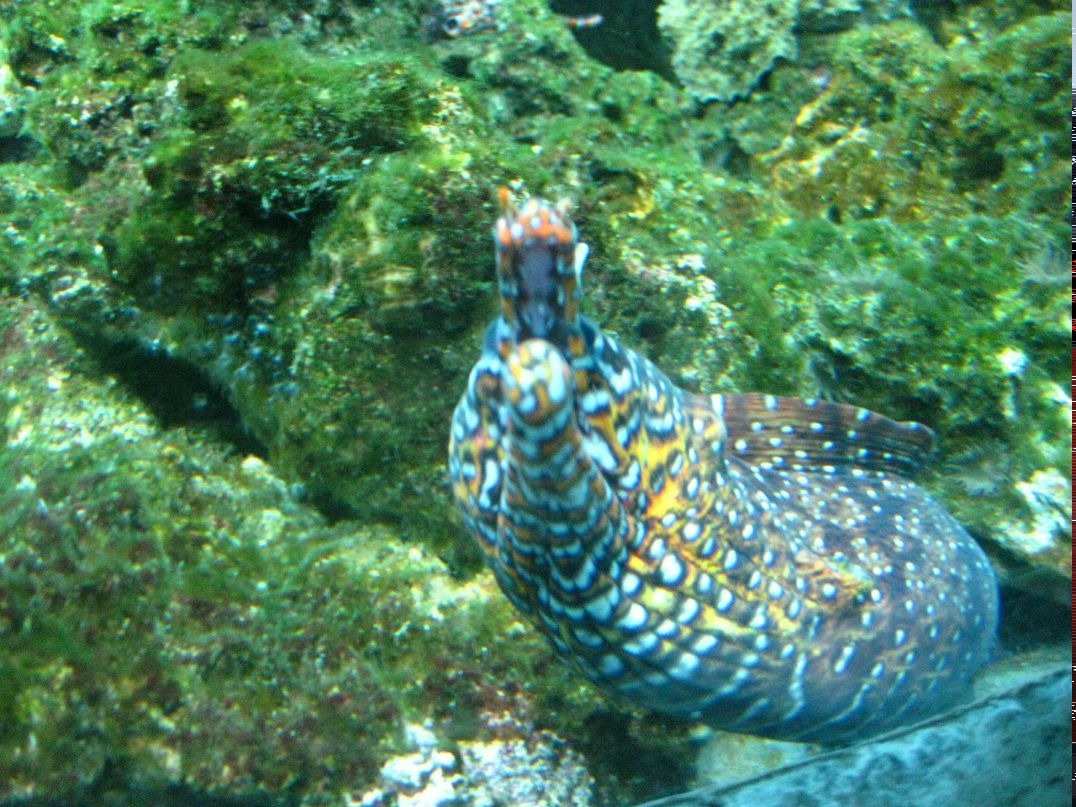 Оленька Кургузина (Волонтырь) | Одинцово