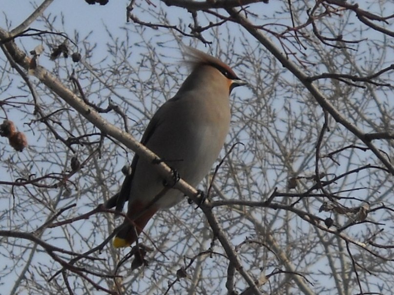 Алексей Коморин | Иваново