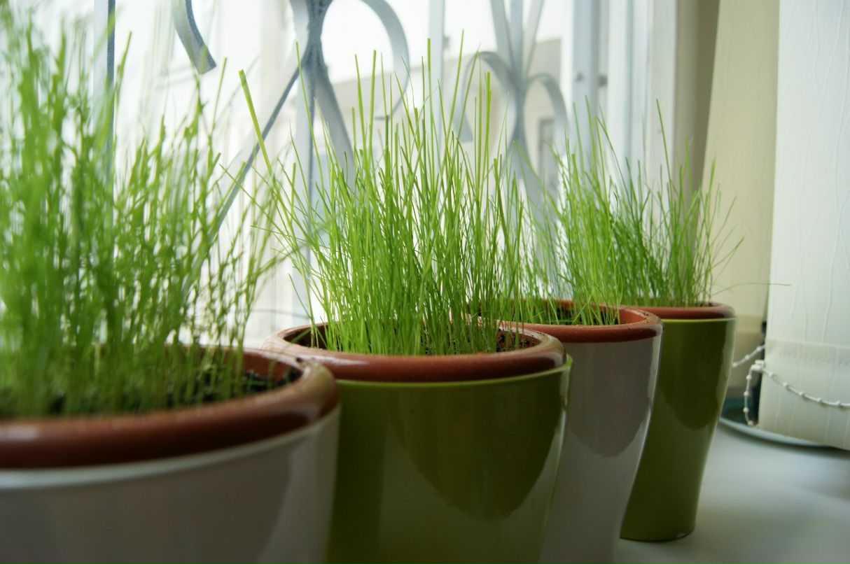 Максим Leshiy | Москва