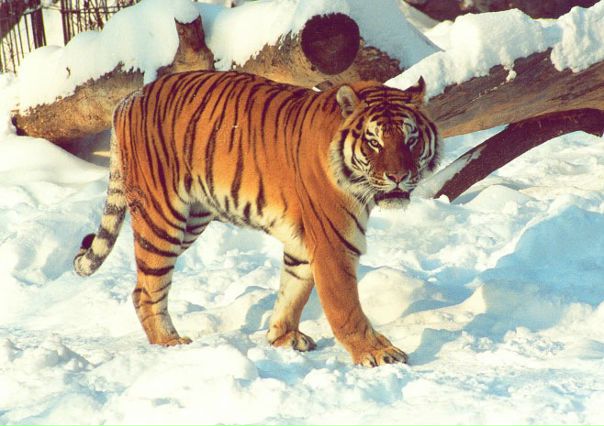 №11, Слава Лунев, 56 лет, Красноярск №11, Слава Лунев, 56 лет, Красноярск