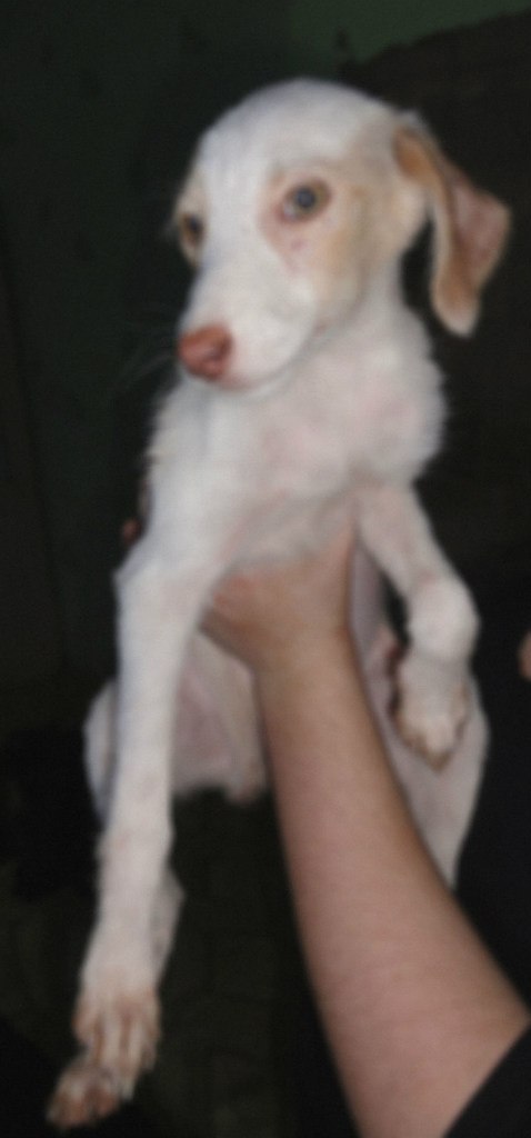 Алёна Котова | Александрия