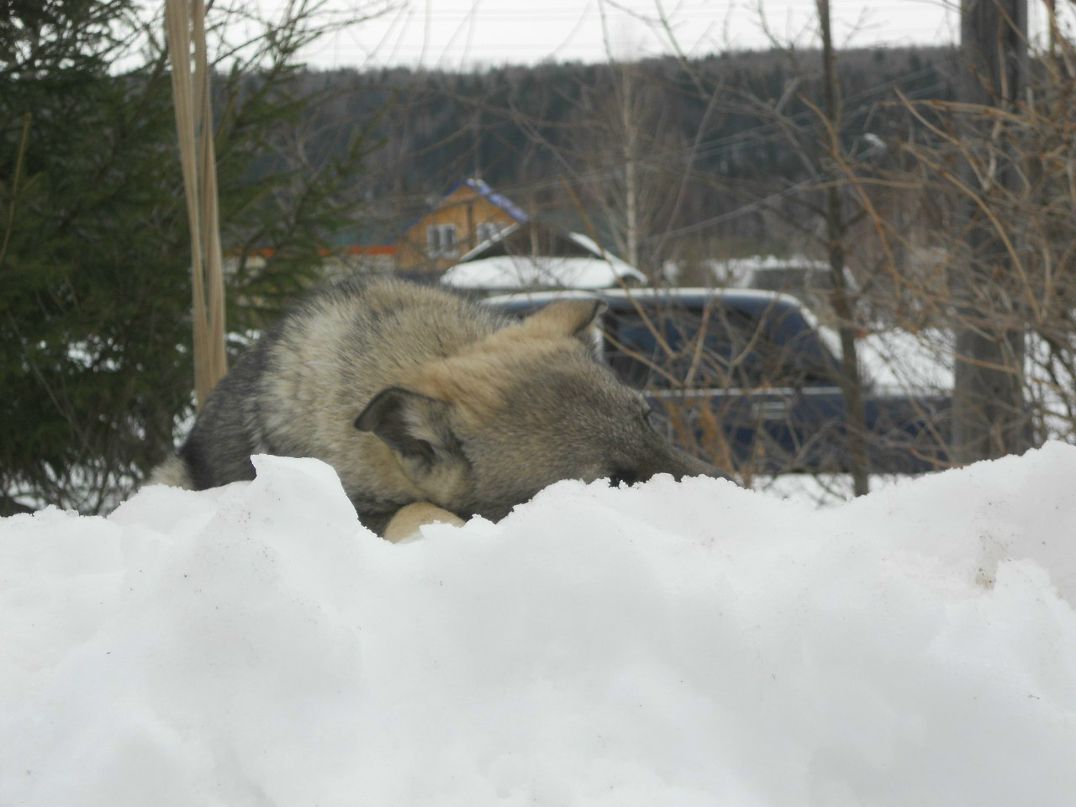 Константин Подопригора Kosto | Пермь