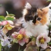 Аватар: Марина Андреева