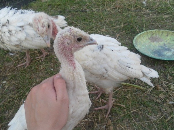 Жанна Миронова | Волхов