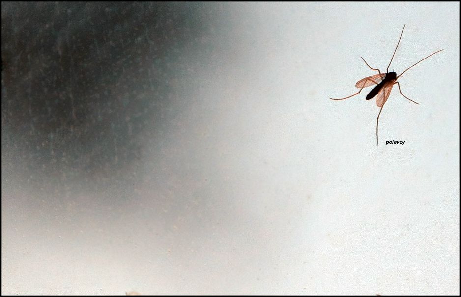 №43, Руслан Полевой, 42 года, Санкт-Петербург, Россия №43, Руслан Полевой, 42 года, Санкт-Петербург, Россия