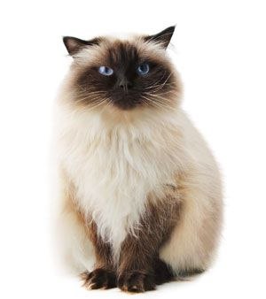 Kitty Yo | Москва