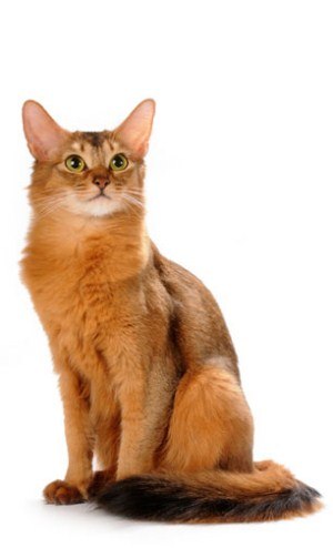 Kitty Yo | Москва