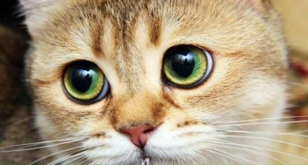 Елена Семина | Москва