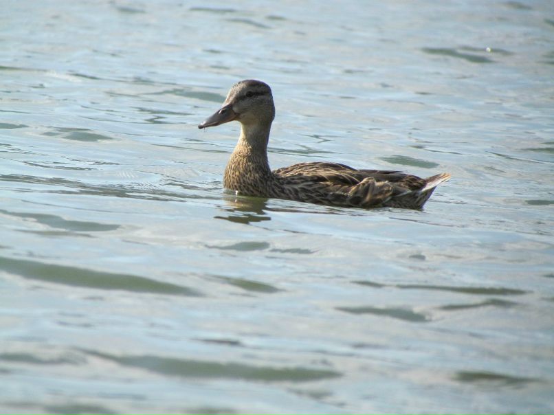 Яна Куклина Dance-Life | Мурманск
