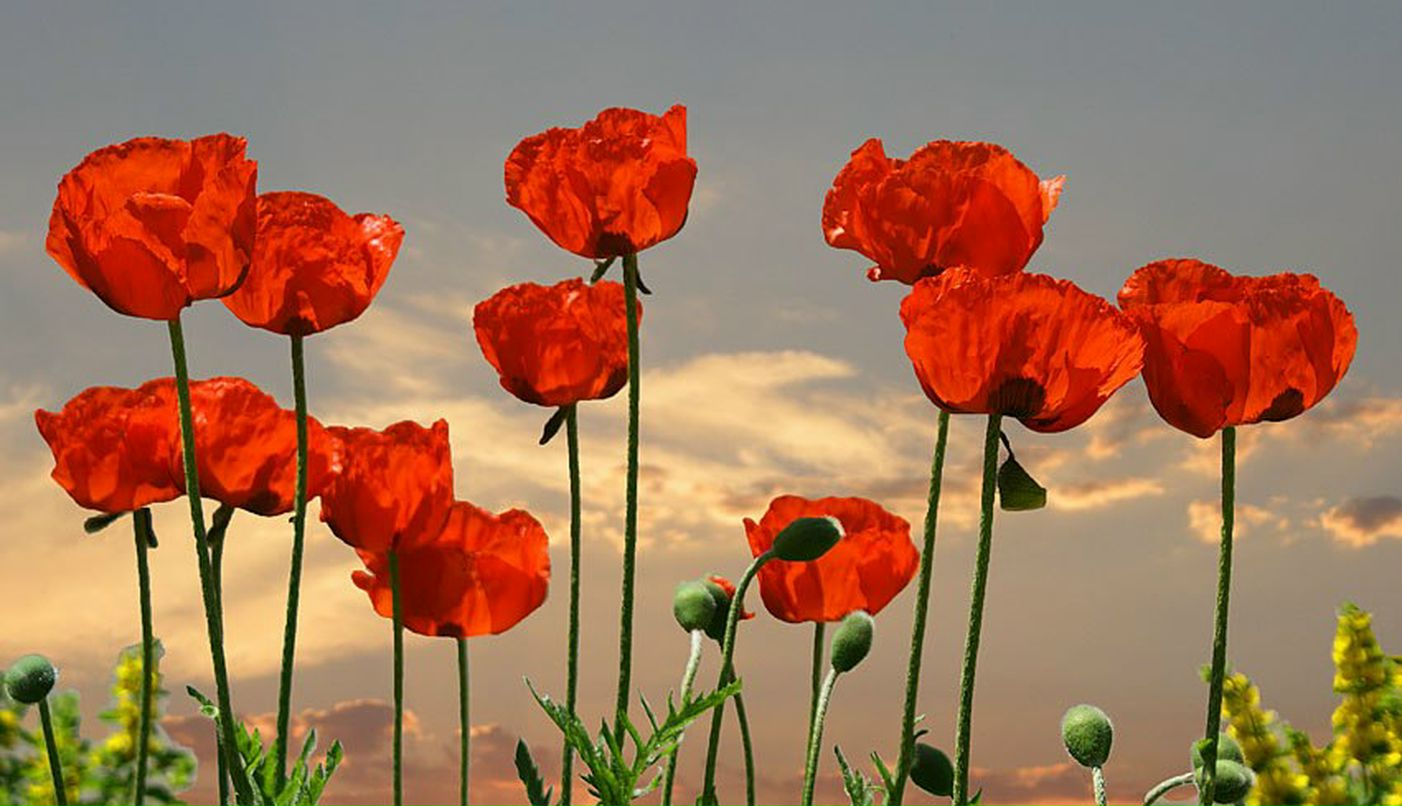 Ирина Степанова | Самара