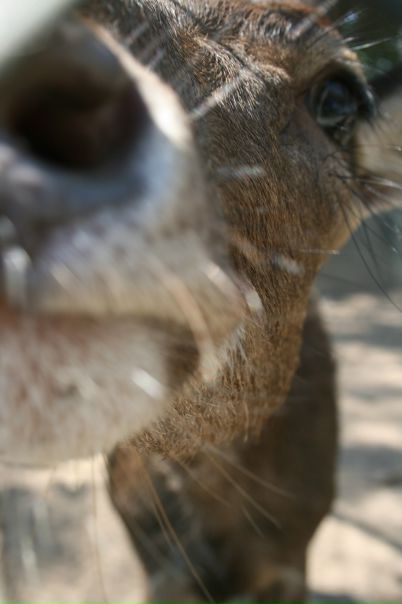 №5, Константин Тимофеев, Якутск №5, Константин Тимофеев, Якутск