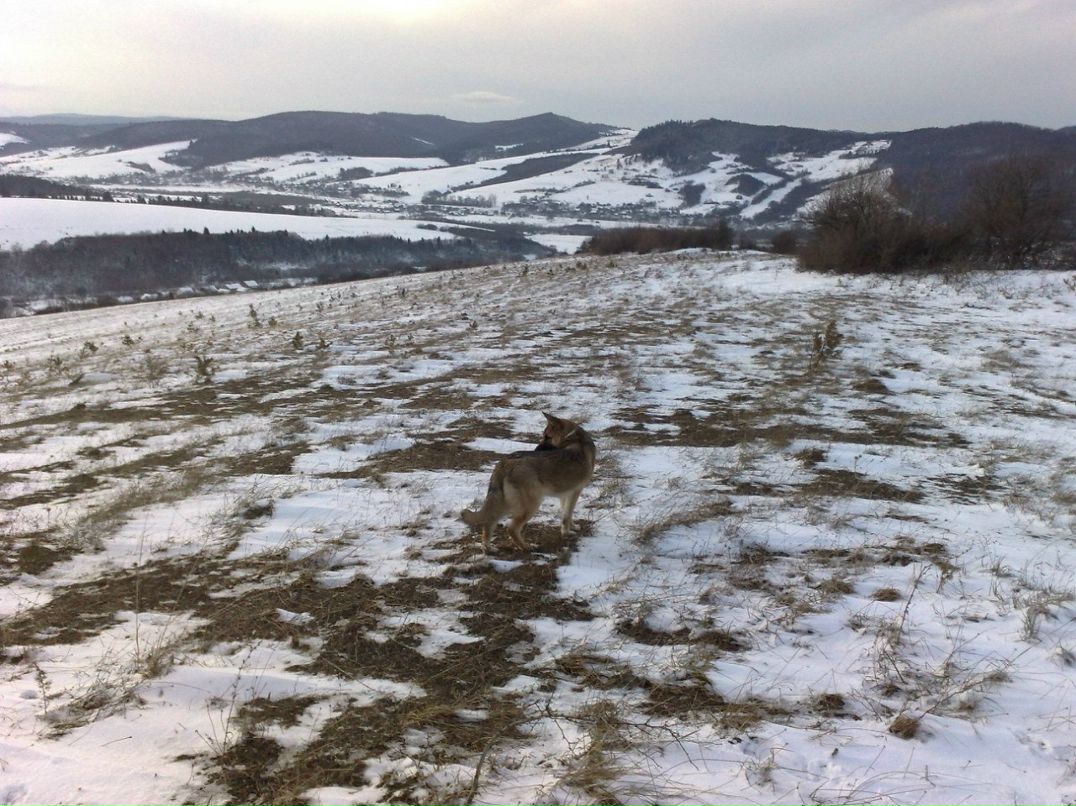 Володимир Пельчарський | Великая Сушица