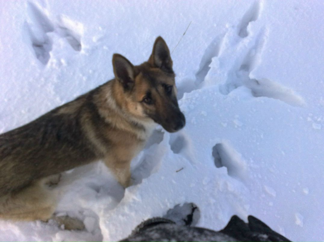 Володимир Пельчарський | Великая Сушица