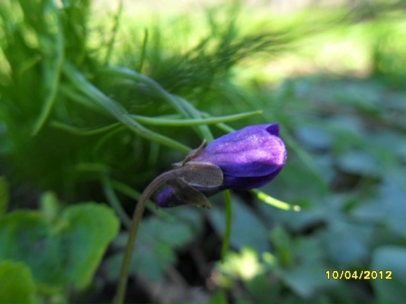 Світлана Курнікова-Кушнір | Славута