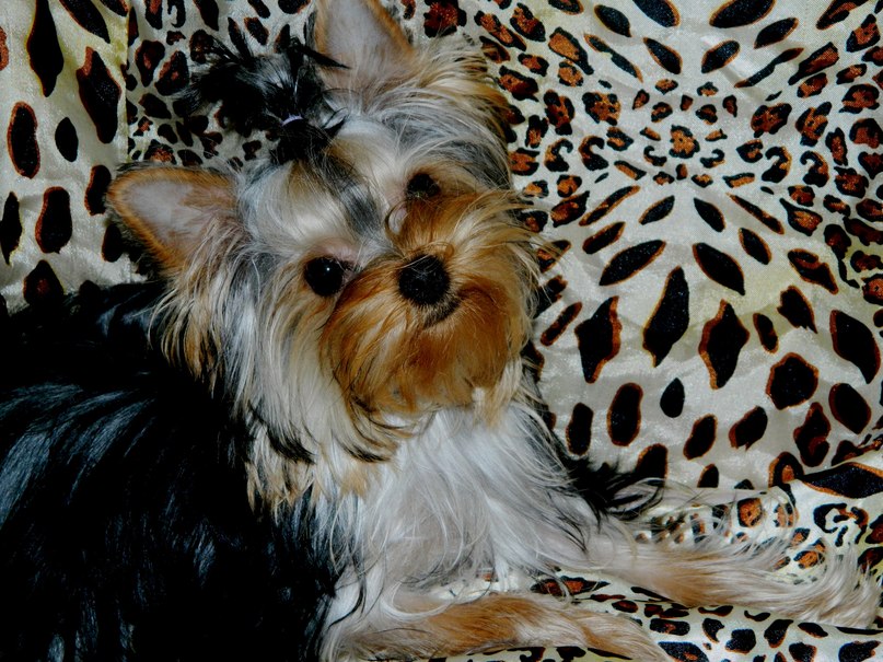 Алина Сибирякова ♥✈_aLINKa_kARTINKa_✈♥ | Иркутск