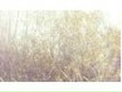 Анна Тарасова | Москва