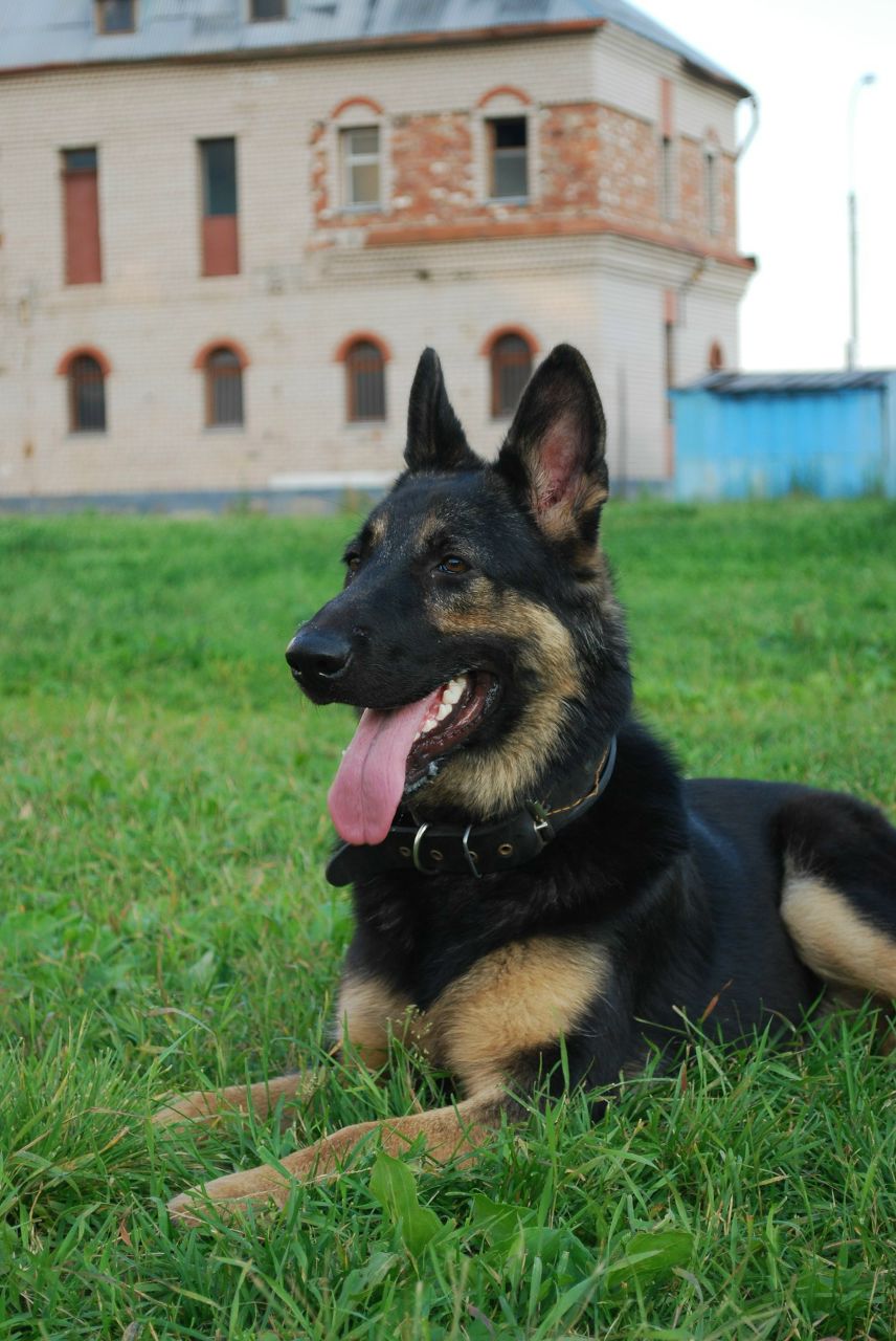 Илья Шефер | Великий Новгород