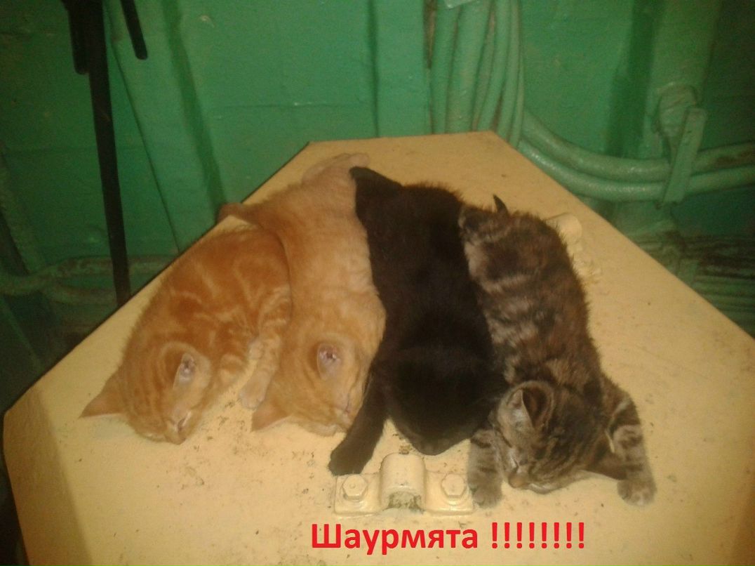 Анатолий Халявиус <<solich>> | Калининград