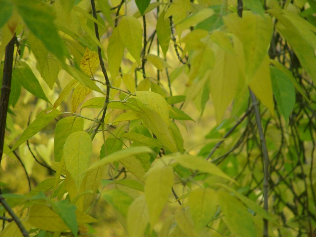 Альфия Билалова Фагильевна | Набережные Челны