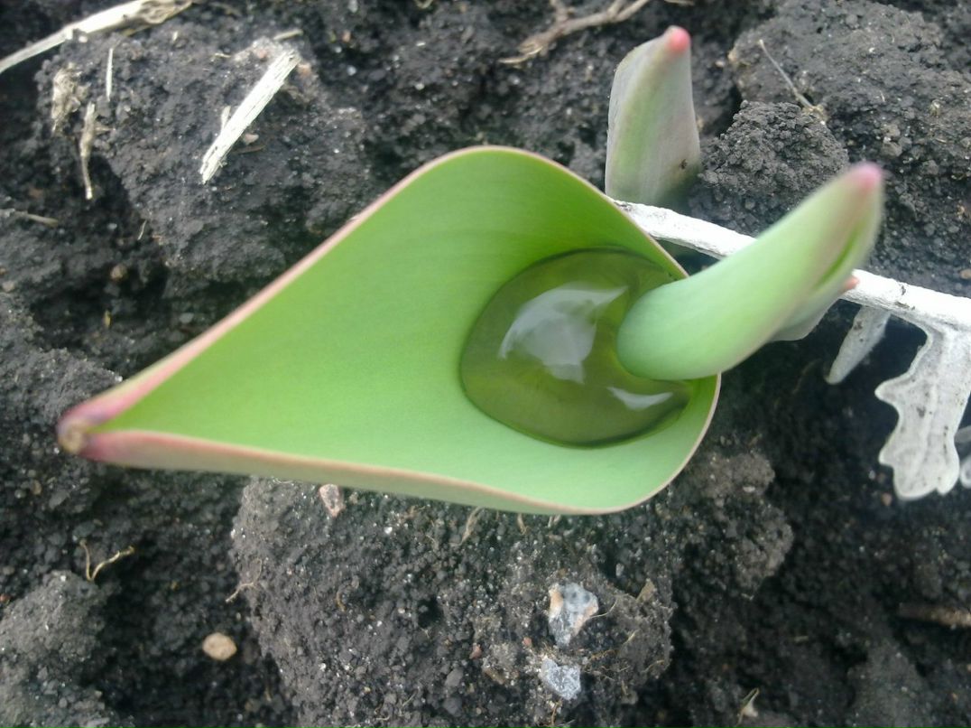 Vetal Карепин | Сетище