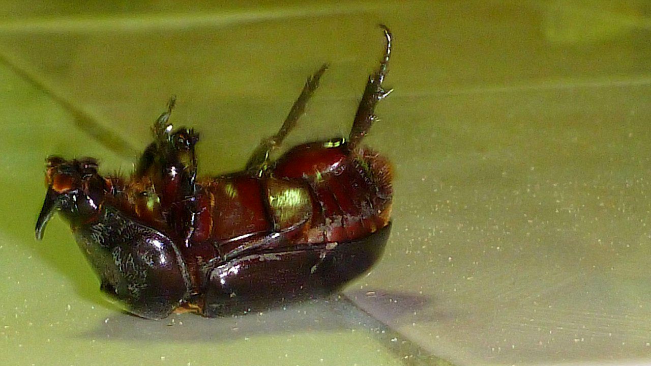 Лариса Моисеева | Сочи