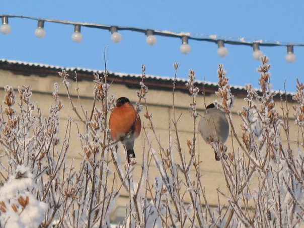 №1, Ольга Самандасова №1, Ольга Самандасова