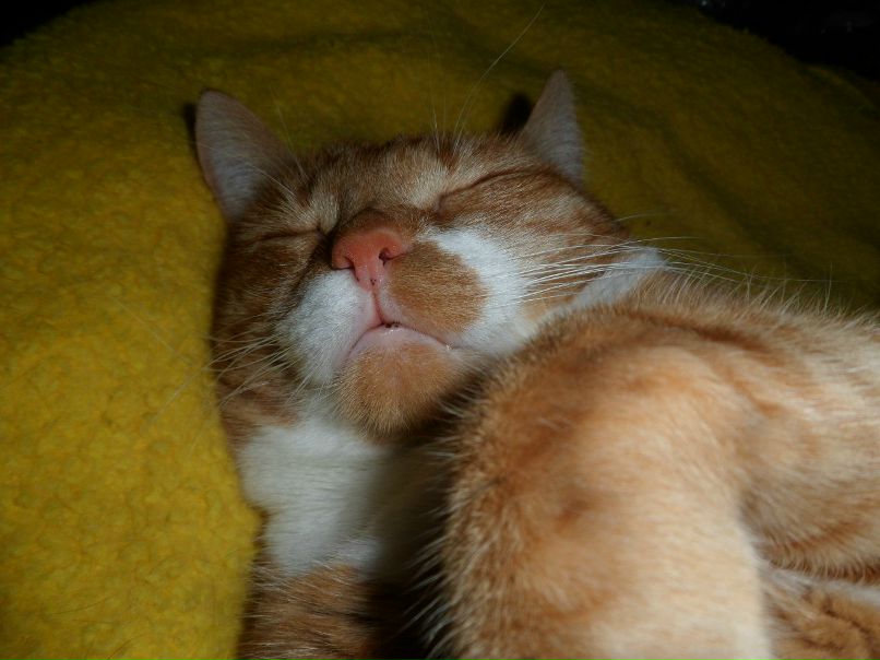 Елена Маланина | Барнаул