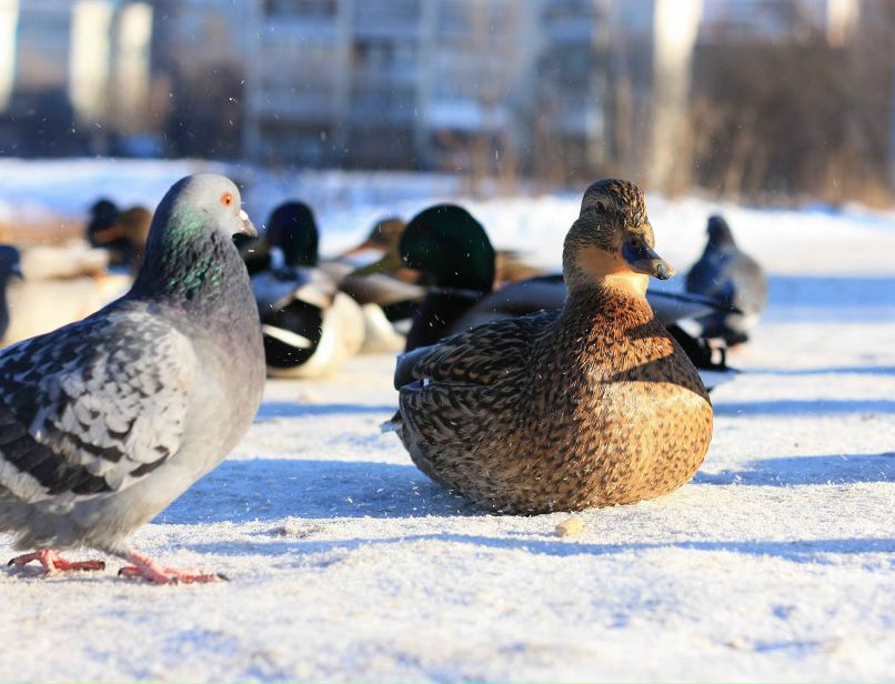 Виктор Строгов | Тверь